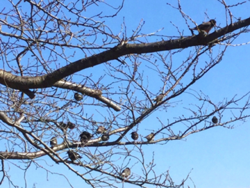 桜の木にとまるムクドリの群