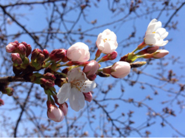 桜2016 ①
