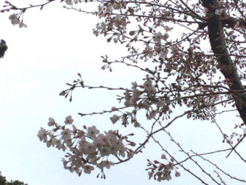 桜2016