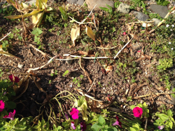 チューリップの花壇の残骸