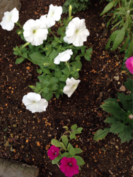 花壇に植えたペチュニア白