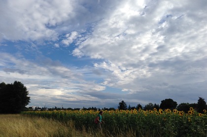 ひまわり畑と夏の空