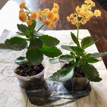 花が咲いたカランコエの挿し芽2018