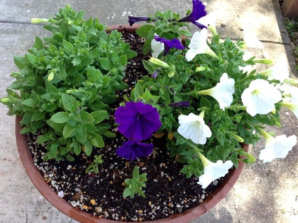 紫と白のペチュニアの寄せ植え2017
